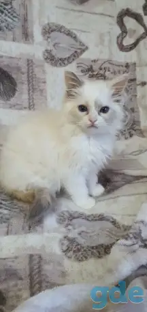 Котята рэгдоллл, фотография 2