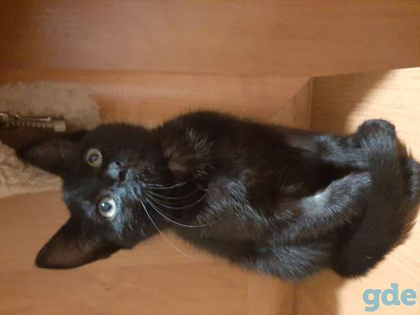 Котёнок в дар, фотография 1
