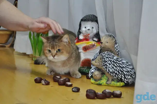 Золотые Шиншилы, фотография 3