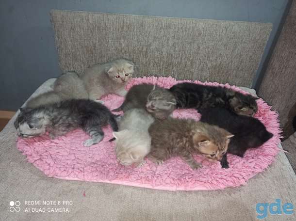 Шотландские котята, фотография 11