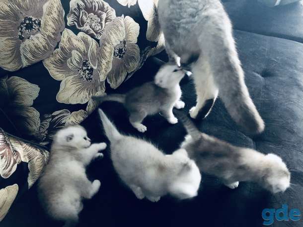 Котята шотландская серебристая шиншилла, фотография 5