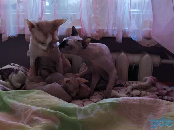 Котята канадского сфинкса, фотография 4