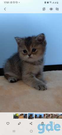 Котята, фотография 9