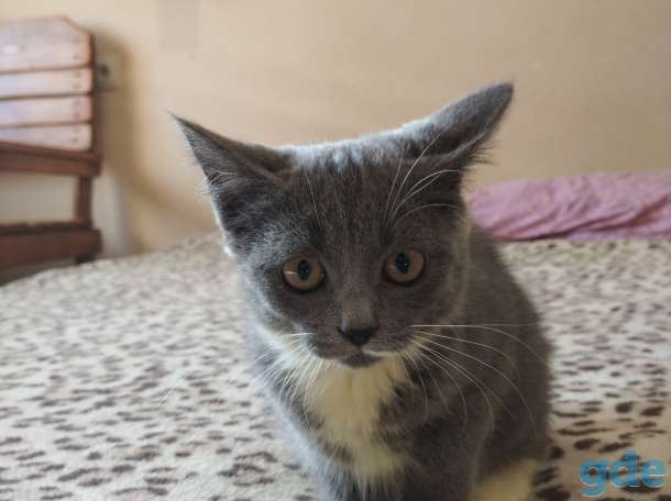 Милые котята, фотография 6