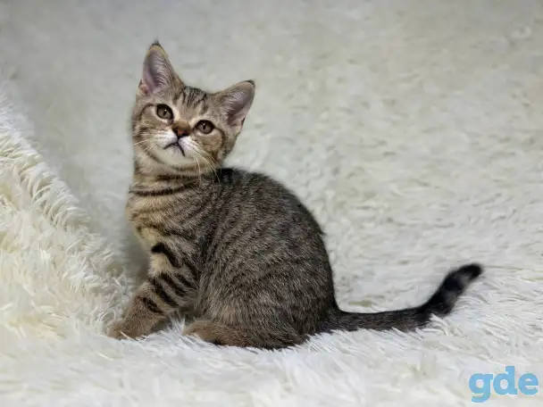 Шотландский прямоухий котик SFS 71 n24, straight, скоттиш страйт, фотография 3