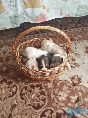 Щенки бигля, фотография 1
