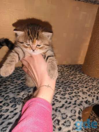 Шотландский котенок, фотография 7