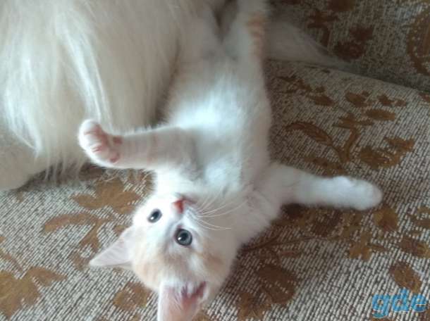 Британские котята, фотография 1