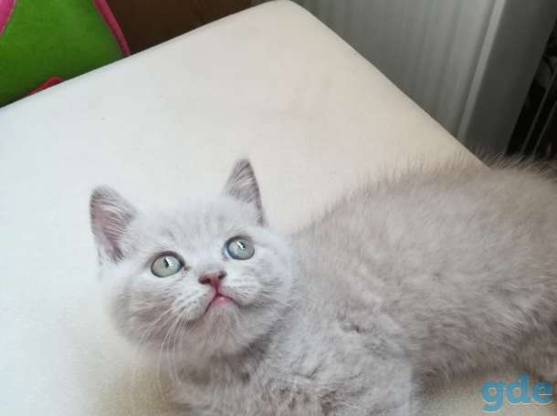 Продам шатландского прямоухого котёнка лилового окраса, фотография 1