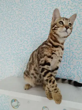 бенгальские котята, фотография 4