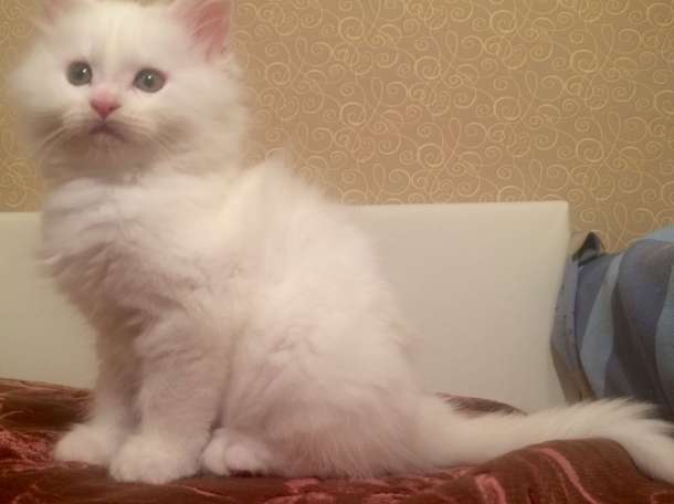 Котята Мейн Кун, фотография 3