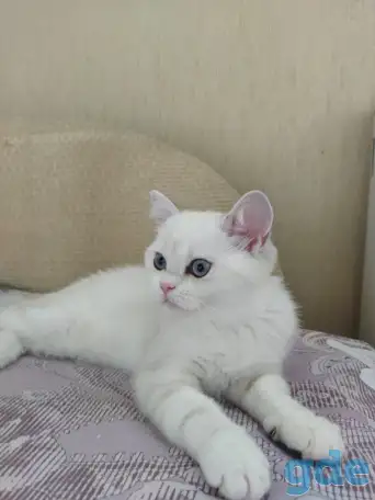 Шотландские котята с голубыми глазами, фотография 3