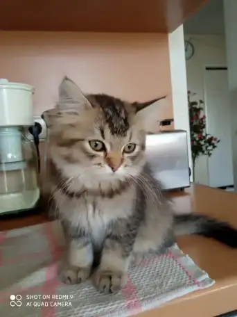 Нежный котенок Лёва ищет дом!, фотография 6