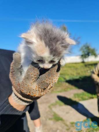Котята ищут дом или передержку, фотография 2