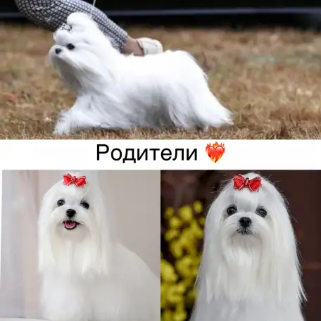 МАЛЬТЕЗЕ с бeзупречной родословной, ПРЕМИУМ!, фотография 5