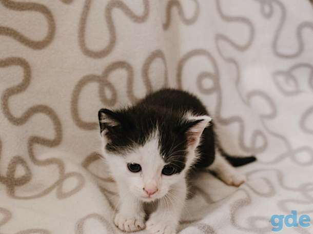 Внимание! Открыт резерв на котят. Им всего 1 месяц, фотография 5