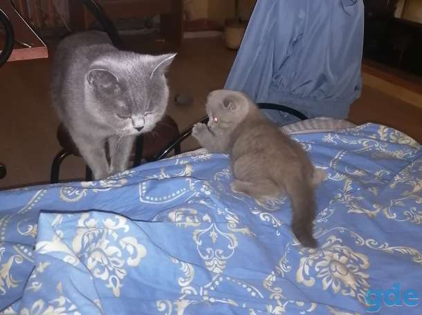 Котенок ищет семью, фотография 1