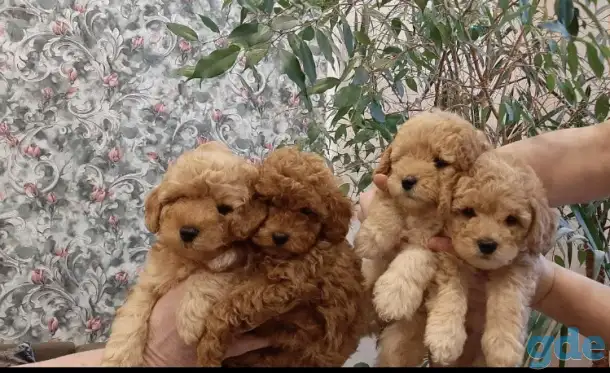 Той Пудель щенки мальчики и девочки, фотография 2