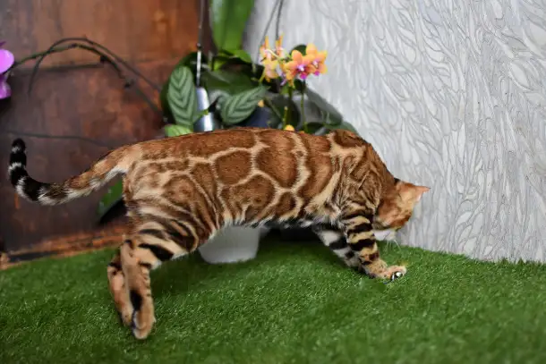 Бенгальские котята из питомника: котик -2, фотография 2