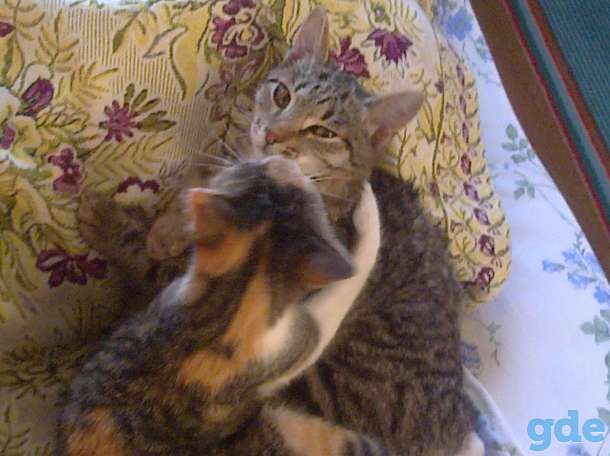 Котята в добрые руки, фотография 1