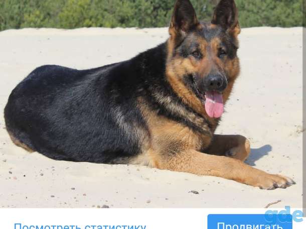 Щенки немецкой овчарки, фотография 1