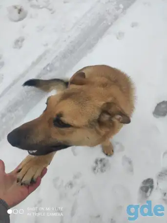 Верный друг, фотография 4