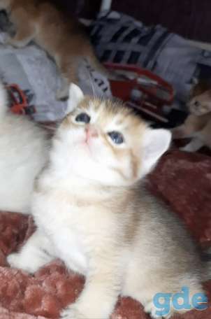 Шотландские котята, фотография 1