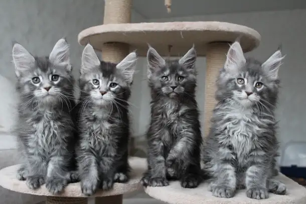 Котята мейн кун!, фотография 1