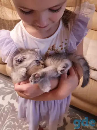 Котята, фотография 3
