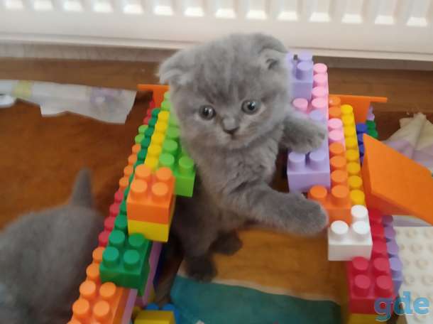 Продажа шотландских котят, фотография 1