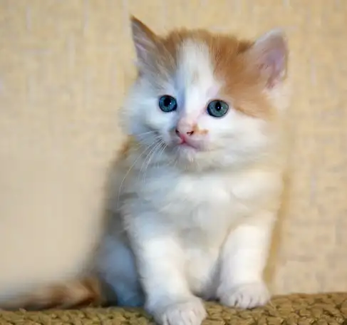 котята в добрые руки, фотография 2