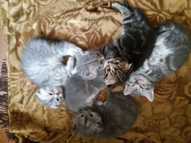 Продам шотландских котят, фотография 1