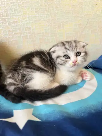 Шотландские котята, фотография 12