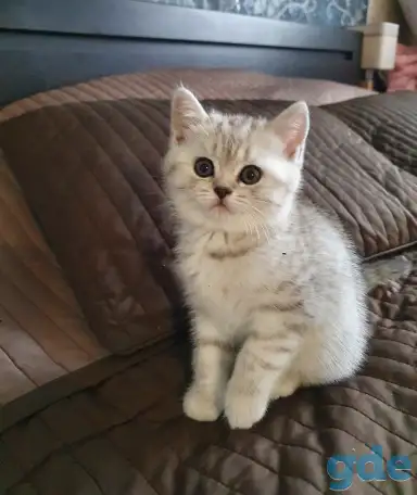 Котята, фотография 1