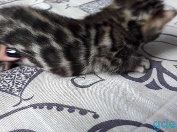 Бенгальские котята, фотография 8