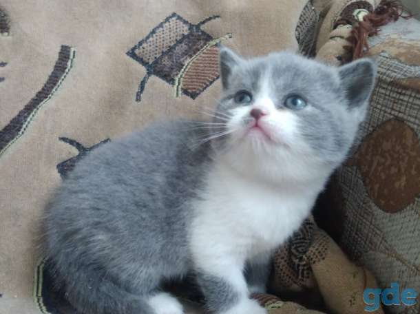 Британские котятп, фотография 4