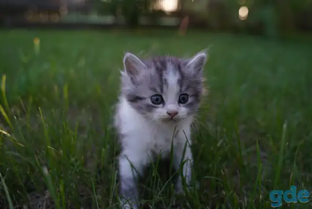 Котята в хорошие руки, фотография 3