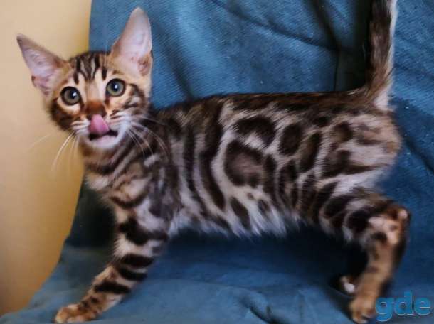 Бенгальские котята, фотография 3