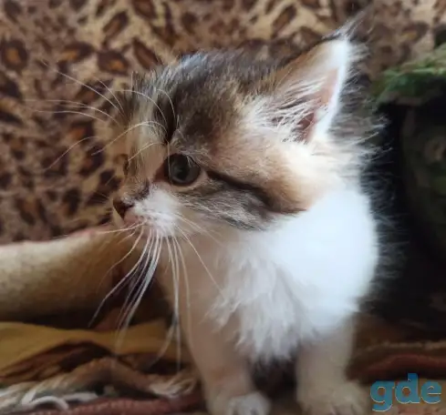 Кошка котенок трехцветная даром, фотография 2