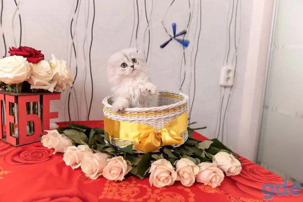 Шотландские котята, фотография 3