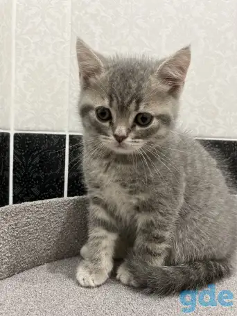 Шотландские котята, фотография 6