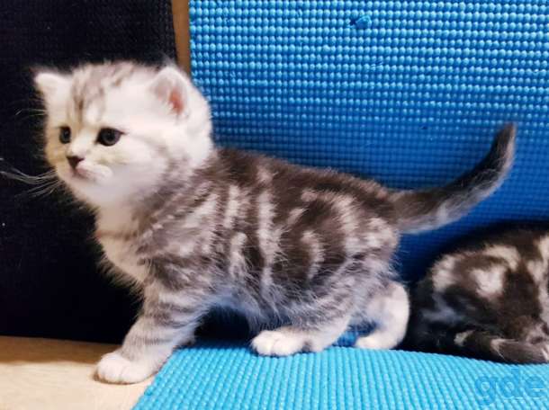 Шикарные, котята,от титулованных,родителей!, фотография 4