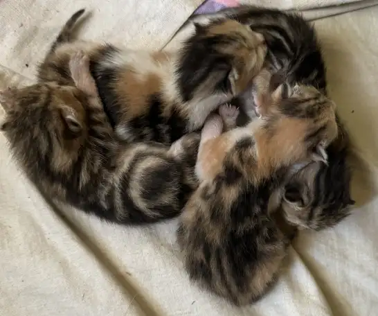 Котята, фотография 1