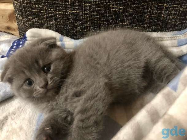 Продажа британских котят, фотография 3