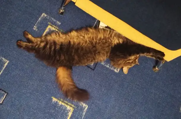 Кошка ищет дом, фотография 1