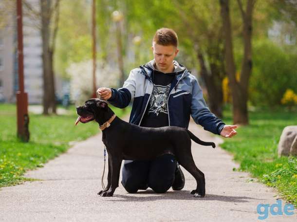 Щенки Итальянского Кане Корсо, фотография 5