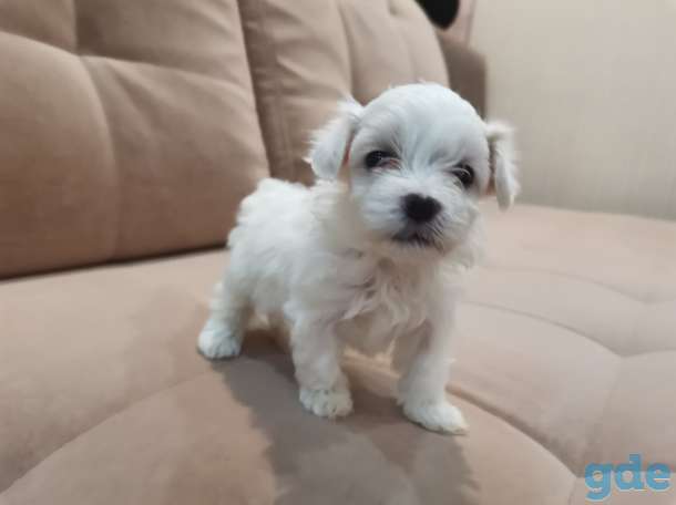 Продам щенка мальтезе девочка, фотография 2