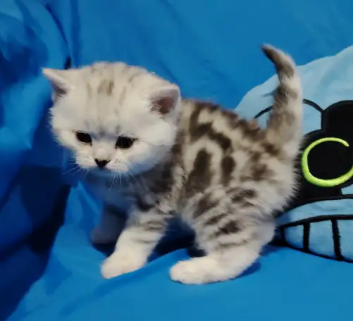 Котенок шотландский кошечка., фотография 1