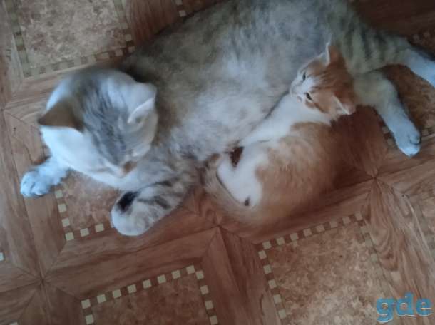 Котенок, фотография 3