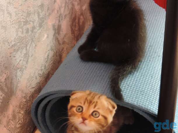 Шотландские котята, фотография 2